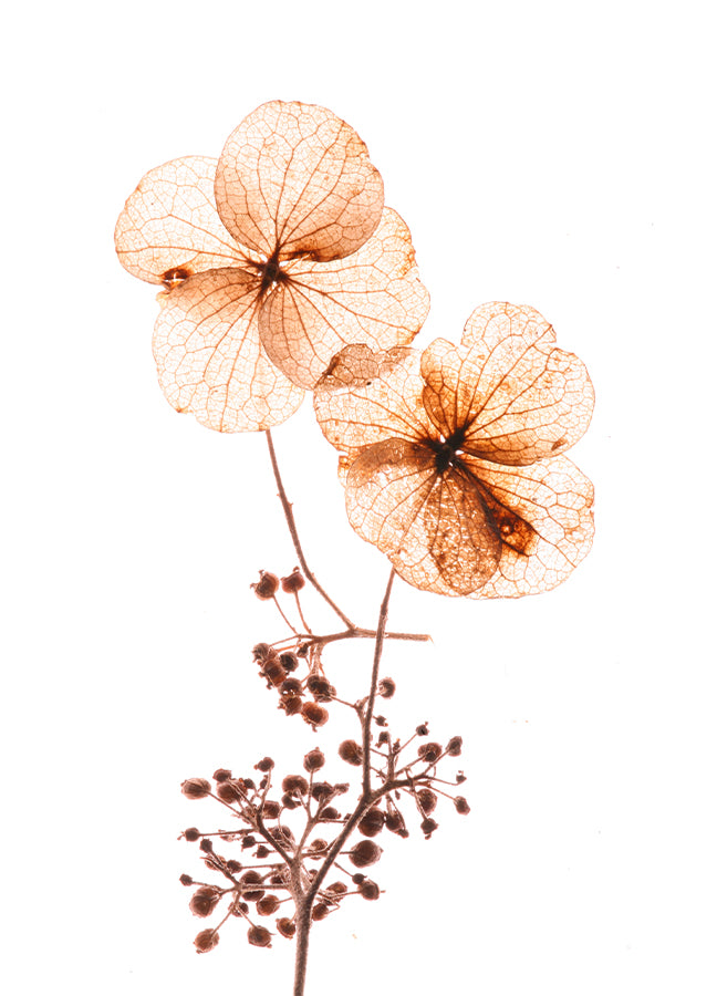 Poster - Orange flow