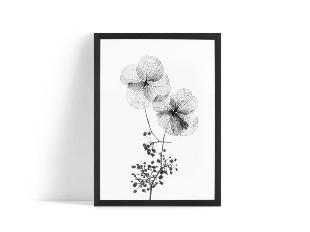 Poster - Dried flowers