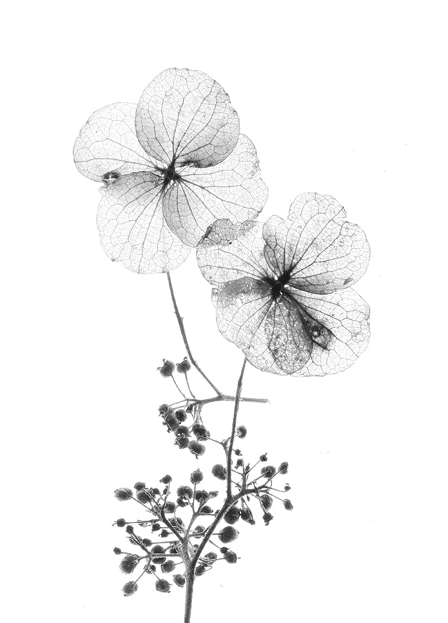 Poster - Dried flowers