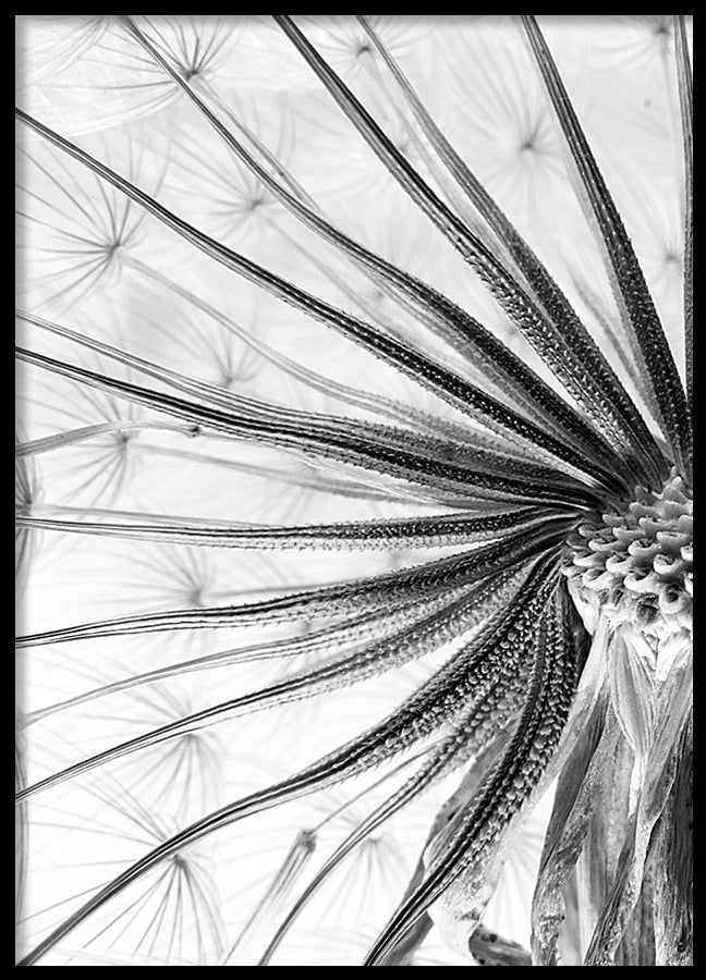 Poster - Flower