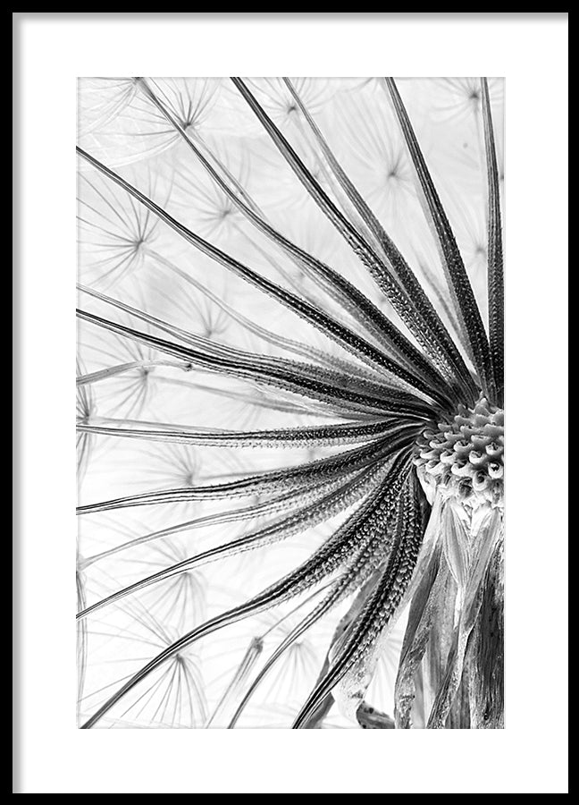 Poster - Flower