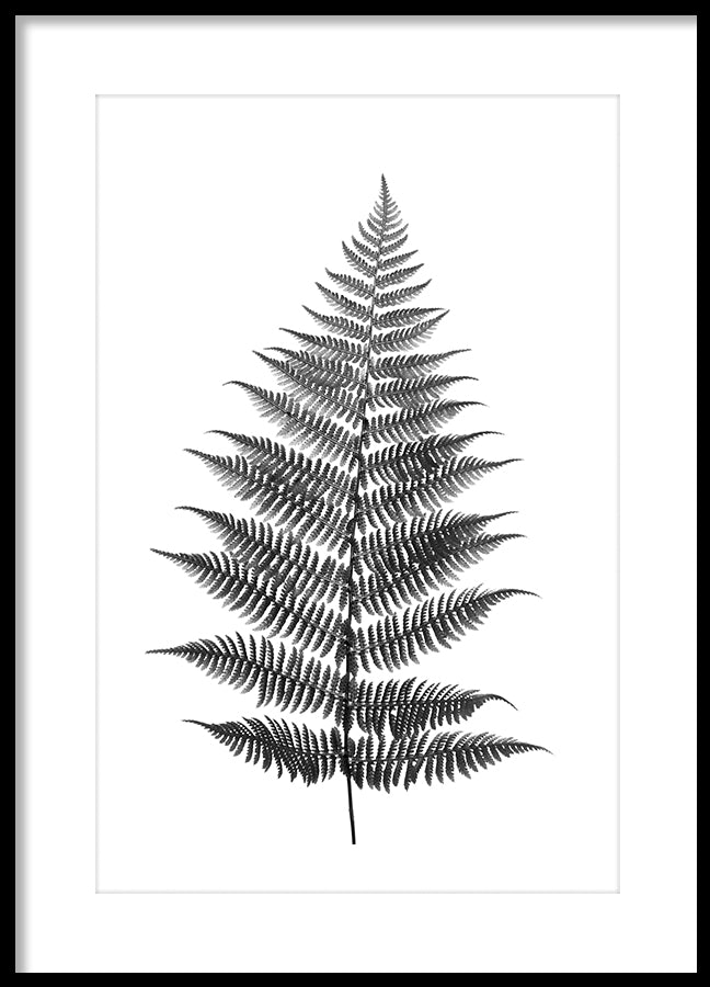 Poster - Fern