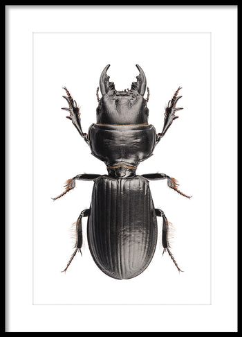 Poster - Beetle