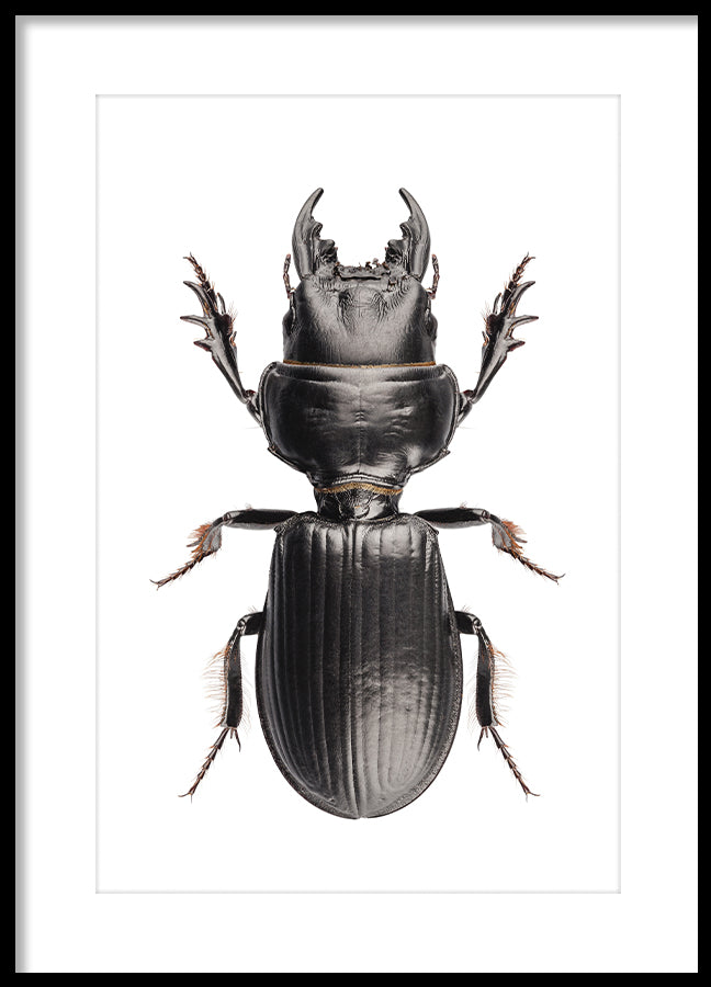 Poster - Beetle