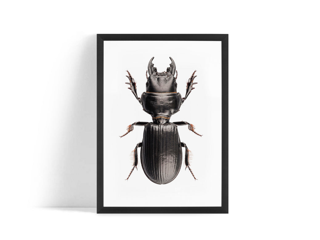 Poster - Beetle