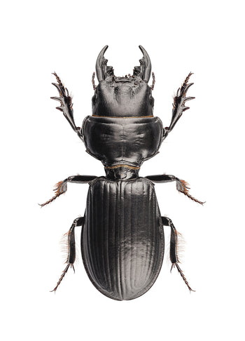 Poster - Beetle