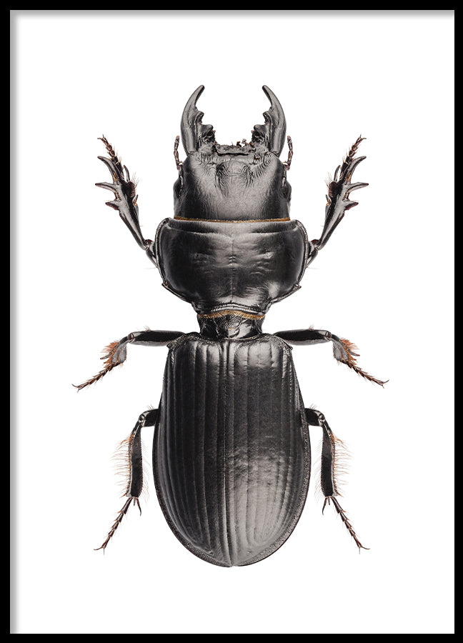 Poster - Beetle