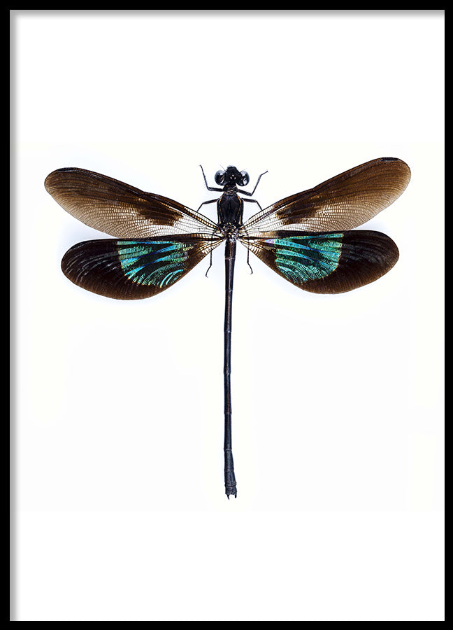 Poster - Dragonfly