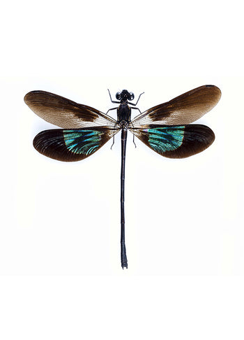 Poster - Dragonfly