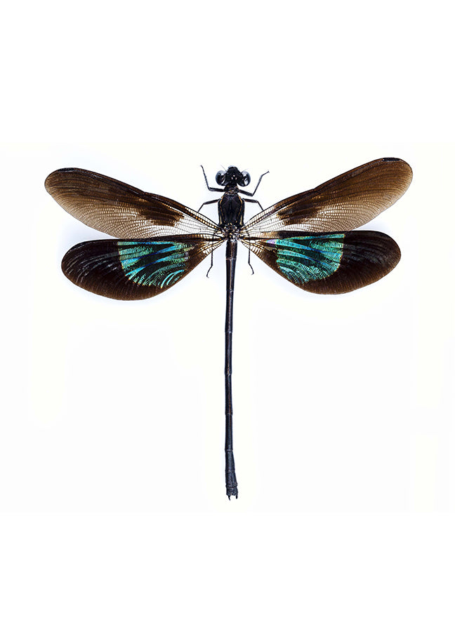 Poster - Dragonfly