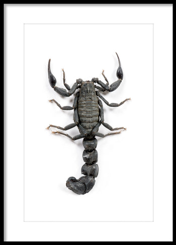 Poster - Scorpio
