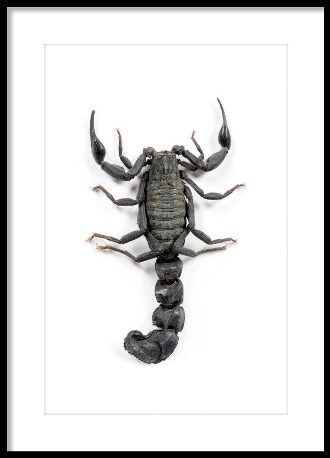 Poster - Scorpio