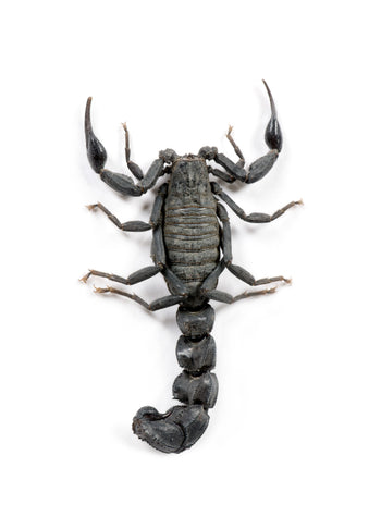 Poster - Scorpio