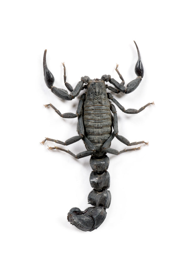 Poster - Scorpio