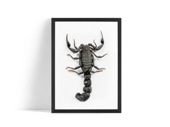 Poster - Scorpio