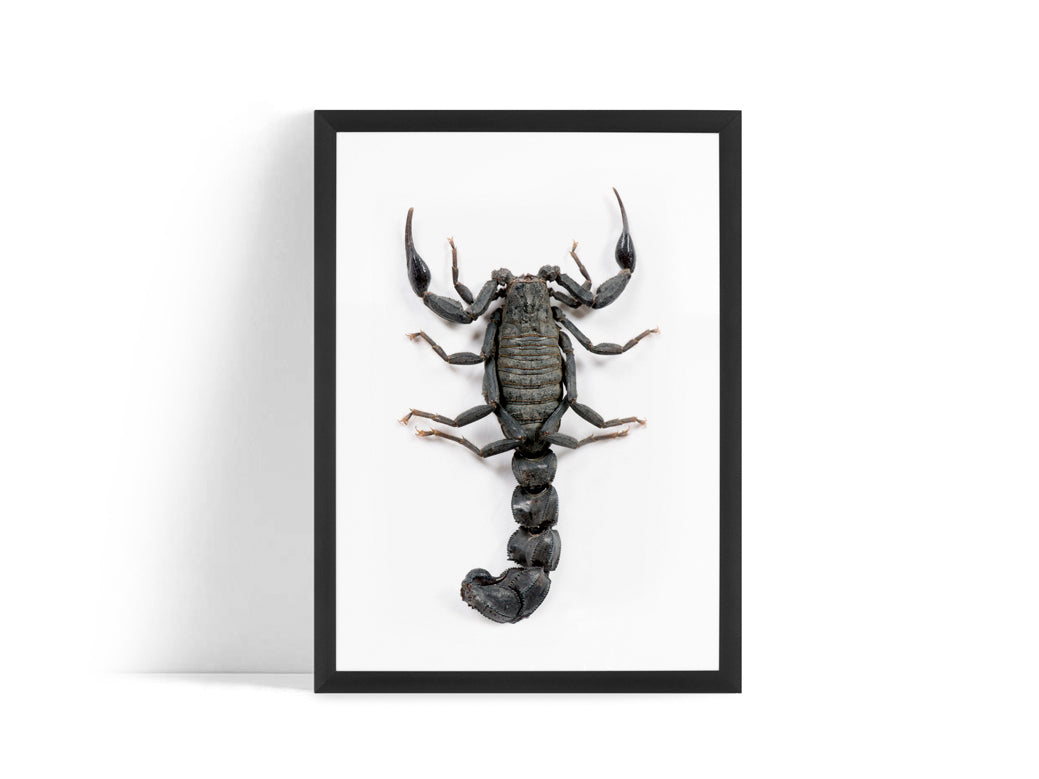 Poster - Scorpio