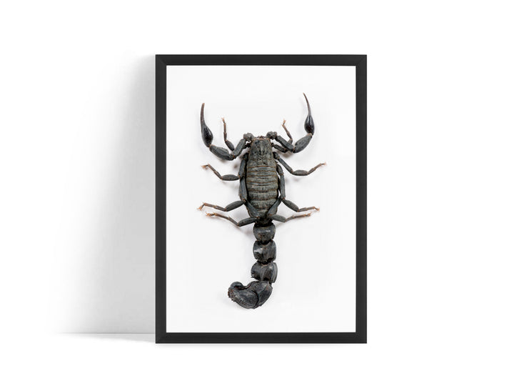 Poster - Scorpio