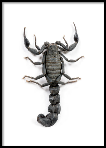 Poster - Scorpio