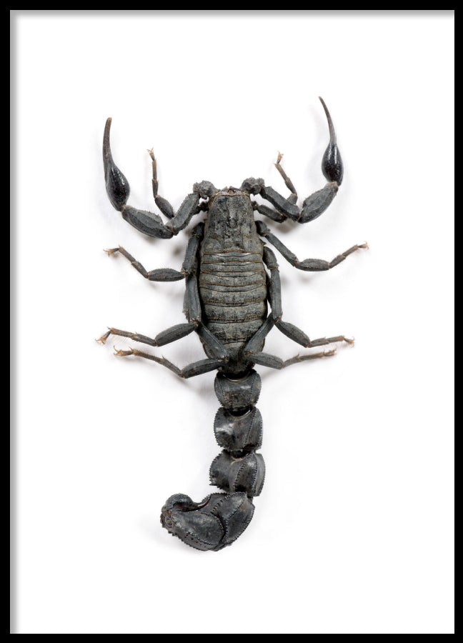 Poster - Scorpio