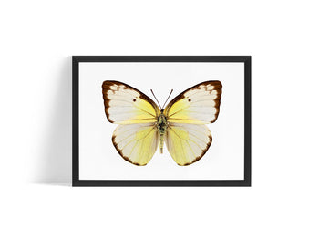 Poster - Butterfly