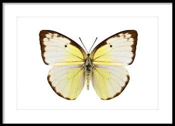 Poster - Butterfly