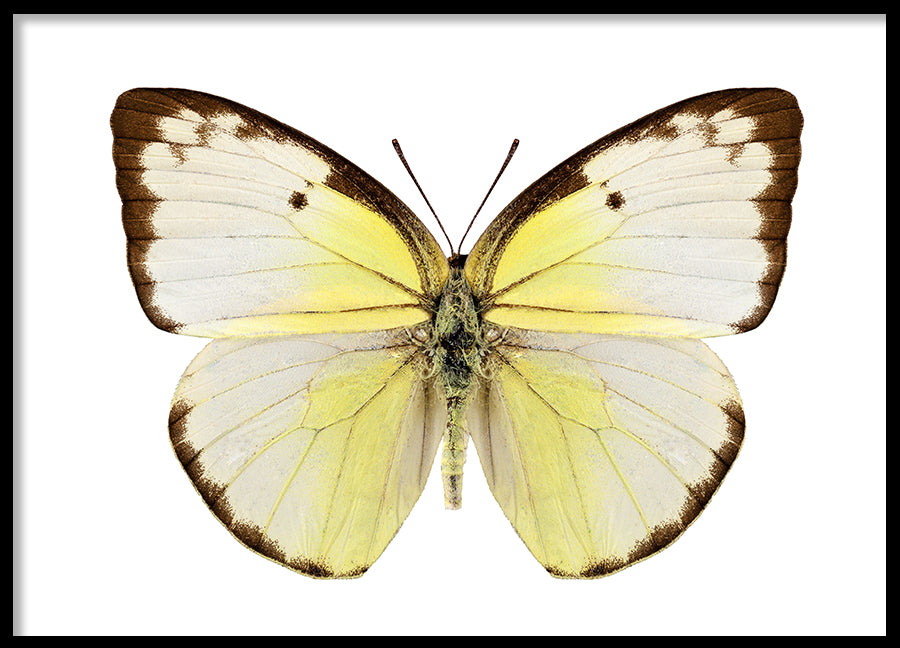 Poster - Butterfly