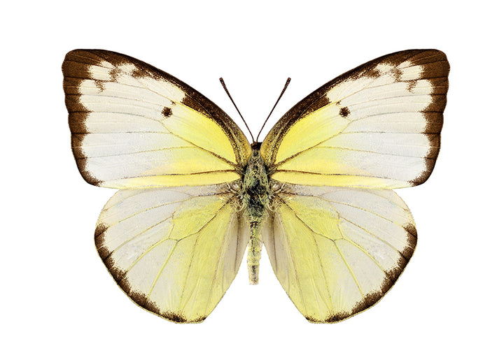 Poster - Butterfly