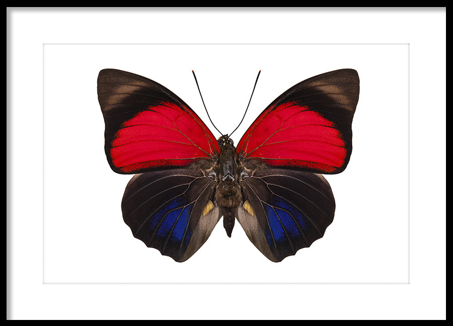 Poster - Butterfly