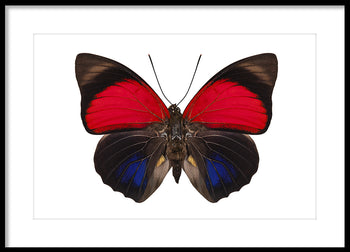Poster - Butterfly