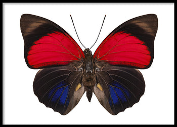 Poster - Butterfly