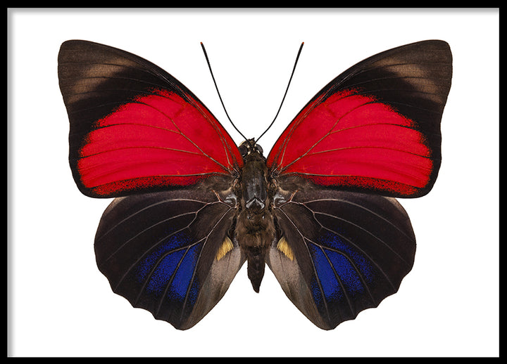 Poster - Butterfly