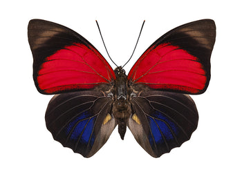 Poster - Butterfly
