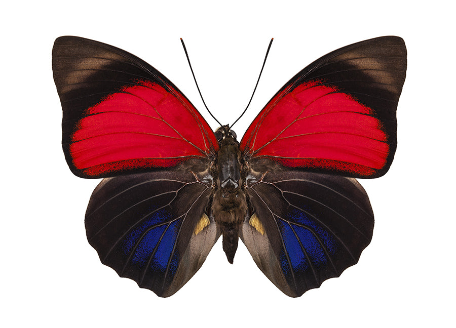 Poster - Butterfly