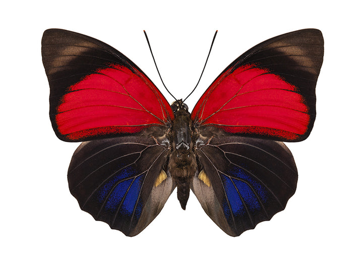 Poster - Butterfly