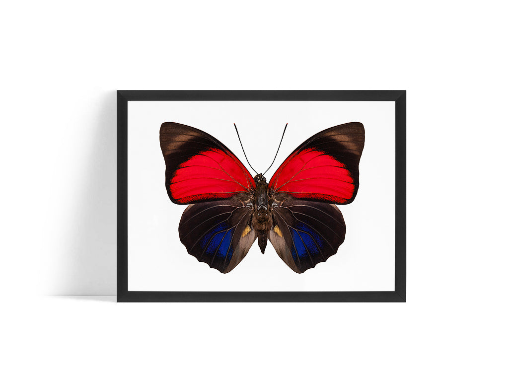 Poster - Butterfly