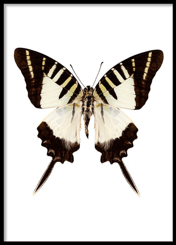 Poster - Butterfly