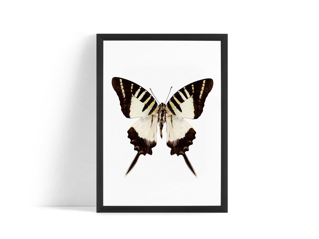Poster - Butterfly