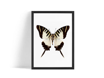Poster - Butterfly