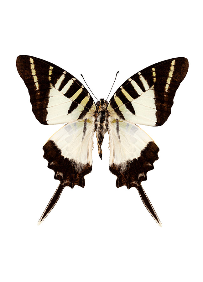 Poster - Butterfly