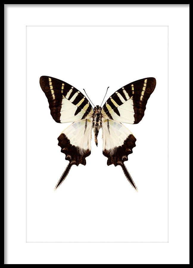 Poster - Butterfly