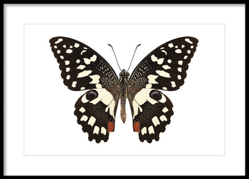 Poster - Butterfly