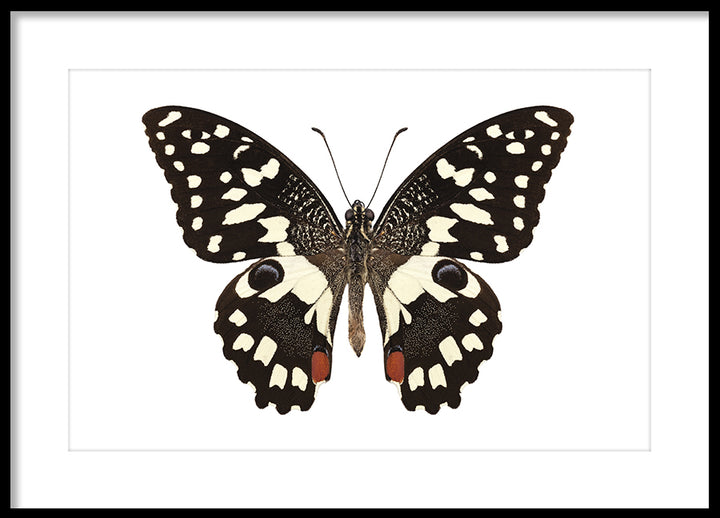 Poster - Butterfly