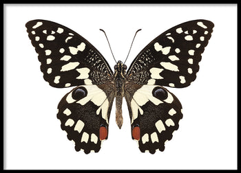 Poster - Butterfly