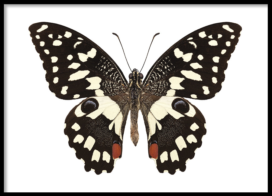 Poster - Butterfly