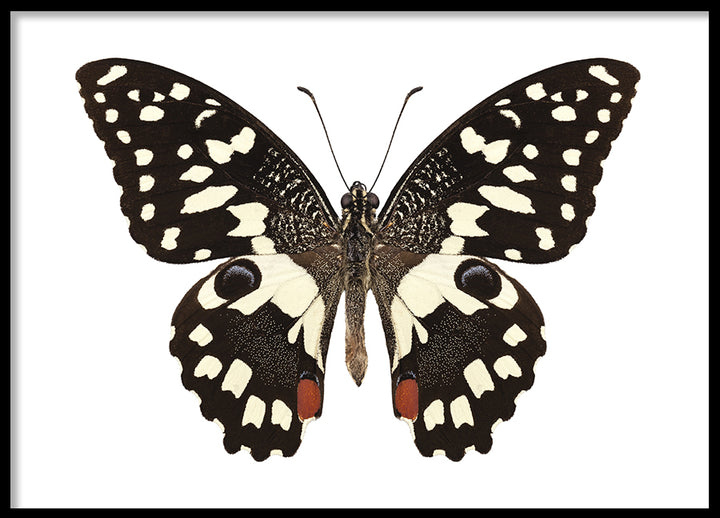 Poster - Butterfly