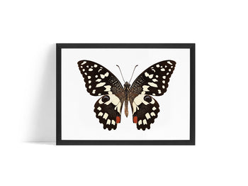 Poster - Butterfly