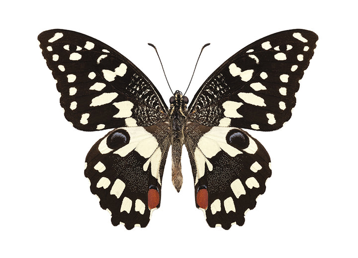 Poster - Butterfly
