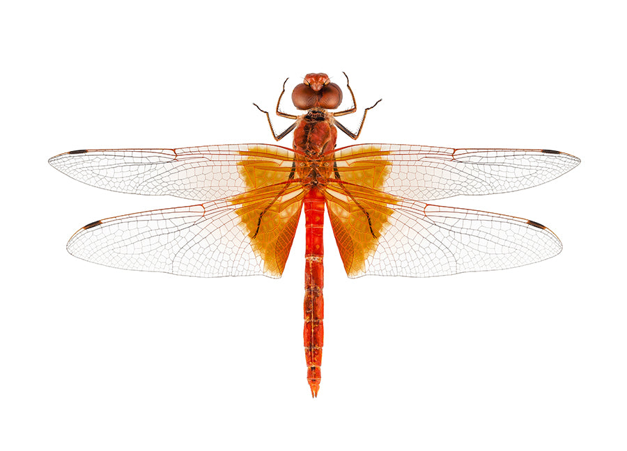 Poster - Dragonfly