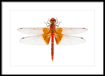 Poster - Dragonfly