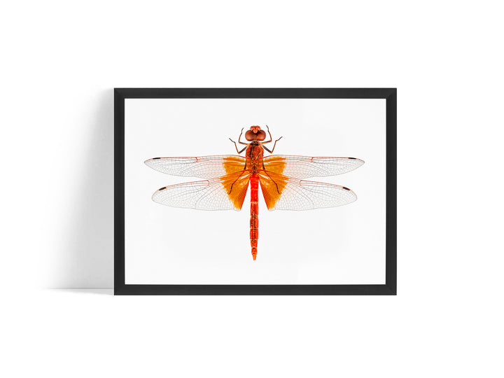 Poster - Dragonfly